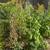 Organic Yardwork and Native Prairie Gardens 9 thumbnail