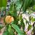 Peach Tree, Persica RedHaven, very healthy 8 thumbnail