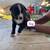 Rehoming puppies 6 thumbnail