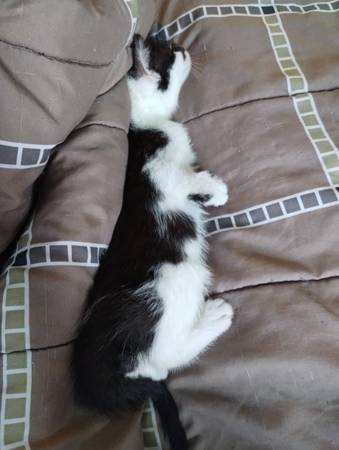 Free cats all adults (Brooklyn)63690314877569122