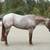 AQHA Mare 3 thumbnail