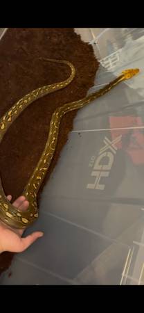 Reticulated python 1