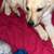 Pure breed Labrador Retriever Puppy 2 thumbnail