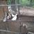 Chickens 3 thumbnail