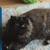 Persian cat needs temporary foster home 7 thumbnail