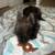Frenchie doodle looking for forever home. 3 thumbnail