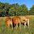 Gentle Heat Tolerant Grass Efficient Cows - Gelbvieh/Red Angus/Senepol 12 thumbnail