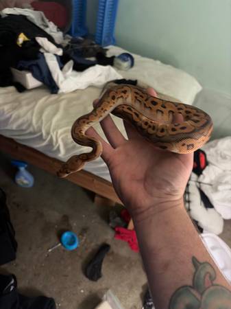 Pompeii maker ball python female 1