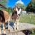Nigerian dwarf doeling 3 thumbnail