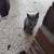 kitten 4 thumbnail