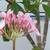 FRANGIPANI PLUMERIA HAWAIIAN 3 thumbnail