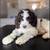 Cavapoo 2 thumbnail