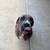 Cane Corso 3 thumbnail