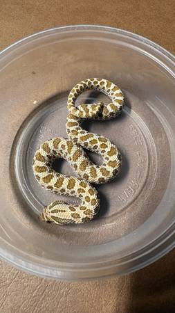 Western hognose (San Leandro)582840783335608324