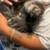2 kittens 3 thumbnail