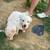 White German Shepherd Puppies 1 thumbnail
