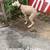 🐶 Transform Your Dog in 28 Days – Manhattan & Surrounding Areas 🗽 ✅ 7 thumbnail