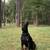 Doberman Euro Dog 1 thumbnail