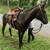 4 year old gelding 5 thumbnail