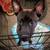 Free dog 2 thumbnail