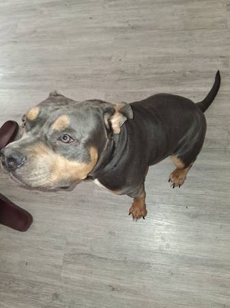 Need to Rehome ASAP63677732344579120