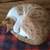 Pet sitting services 1 thumbnail
