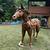 Large Horse Teakwood Sculpture 4 thumbnail