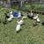 Ducks 2 thumbnail