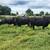 Cows 1 thumbnail