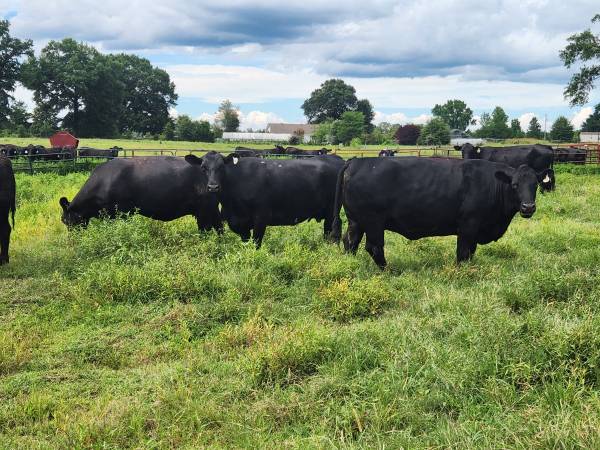 Cows 1