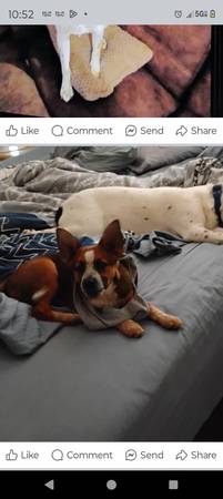 Recompensa por ayudarnos a encontrar a Jenni y Zoii (Fortuna/foothills)63511339804673121