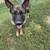 Female German Shepherd 2 thumbnail