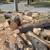 Honey locust/pine 1 thumbnail