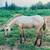 Dunskin AQHA Colt 1 thumbnail