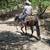 Bay roan filly 4 thumbnail