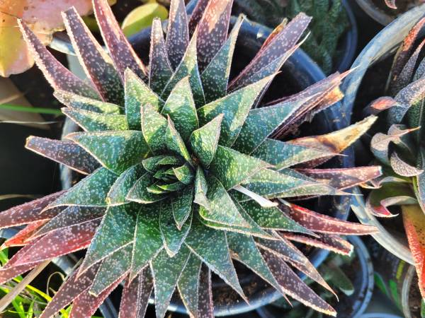 Aloe rare Gasteria Flow succulent plants 1
