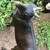 Nigerian Dwarf Goat Does -$200 15 thumbnail