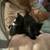 FREE KITTENS 4 thumbnail