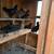 Chickens 5 thumbnail