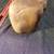 20: authentic native American  artifact 3 thumbnail