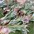 Staghorn Fern remounting 2 thumbnail