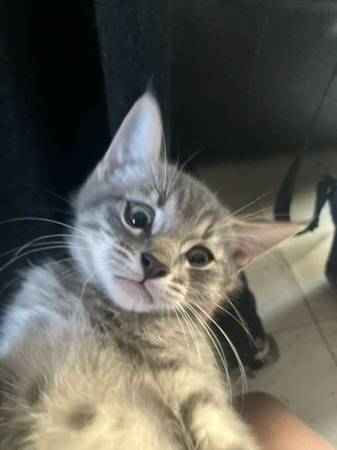 Kittens (Escondido)63894716166402122