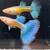 Home bred high end guppy 12 thumbnail