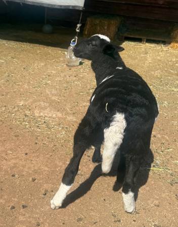 Lamb 1