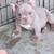 American bully 1 thumbnail