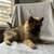 Pomeranians 7 thumbnail