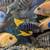 African cichlids, blue ,OB PEACOCKS 11 thumbnail