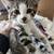 Kittens 8 weeks old. 5 thumbnail