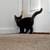 Special Needs Kitten 1 thumbnail