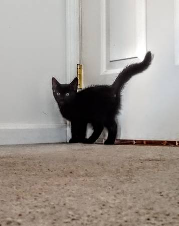 Special Needs Kitten 1
